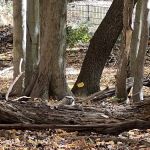 New Milford Woods - Nature Trail