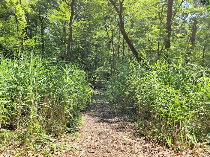 New Milford Woods - Nature Trail Picture 2