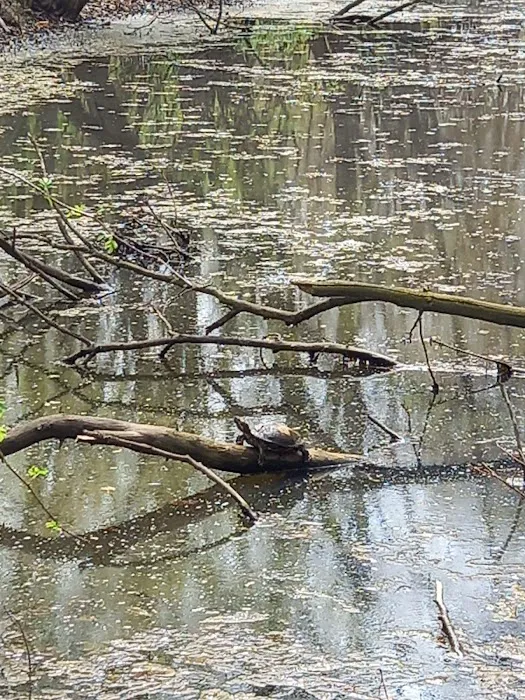 Hard Castle Pond - New Milford Picture 9