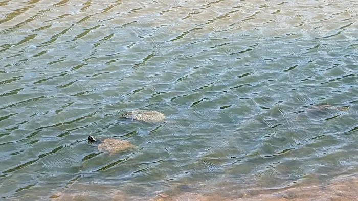 Hard Castle Pond - New Milford Picture 6