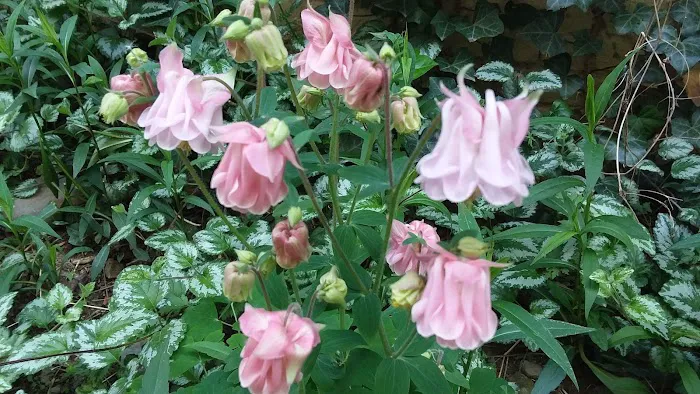 Ida B Wells Wildflower Garden Picture 3