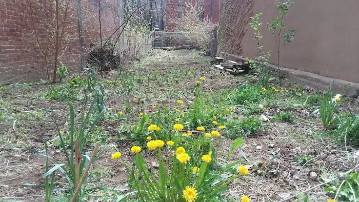 Ida B Wells Wildflower Garden Picture 1