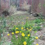 Ida B Wells Wildflower Garden