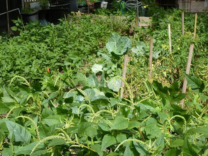 Our Little Green Acre (Garden Eight) Picture 2