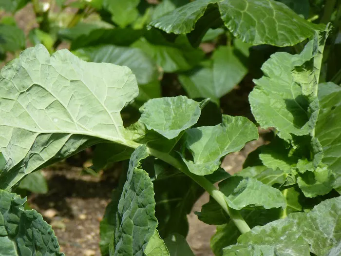 Our Little Green Acre (Garden Eight) Picture 4