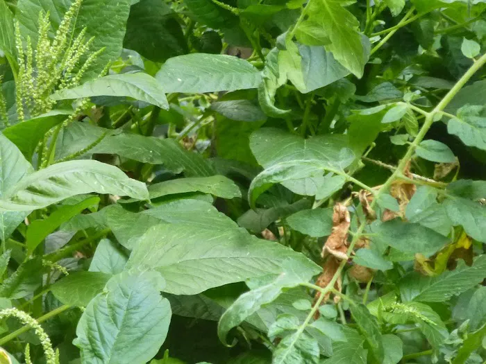 Our Little Green Acre (Garden Eight) Picture 3