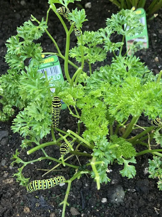 Electric Ladybug Garden Picture 10