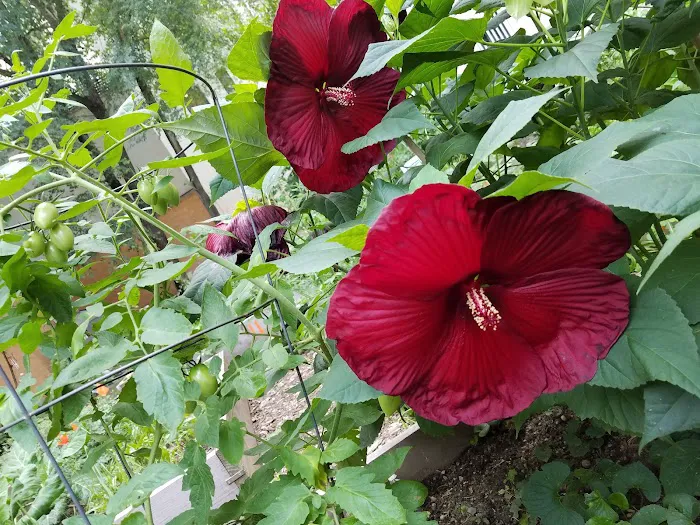 Garden of Love Picture 1