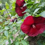Garden of Love