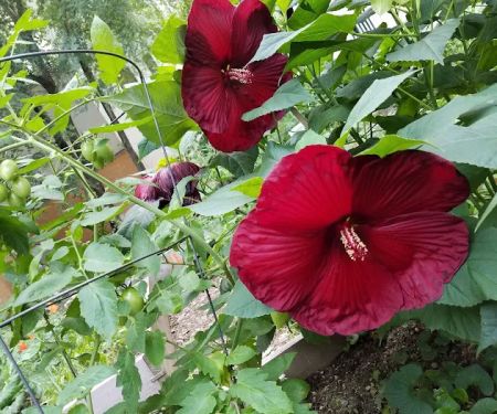 Garden of Love