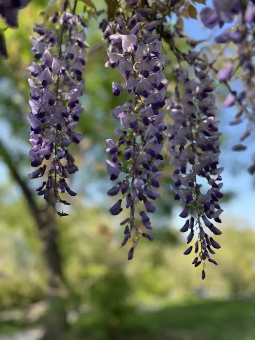 Wisteria Pergola At The Mall Picture 2