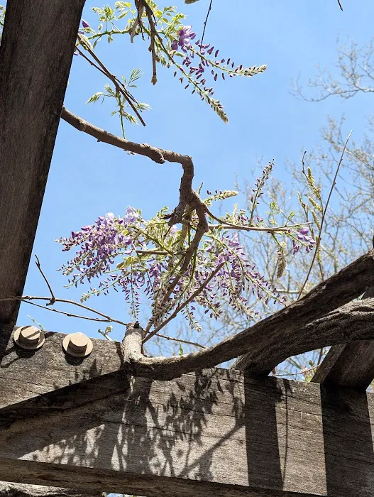 Wisteria Pergola At The Mall Picture 6