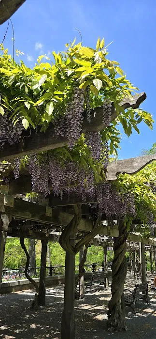 Wisteria Pergola At The Mall Picture 3
