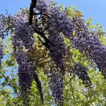 Wisteria Pergola At The Mall