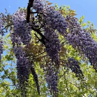 Wisteria Pergola At The Mall ico