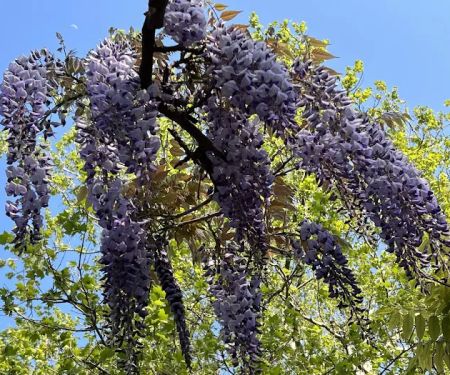 Wisteria Pergola At The Mall