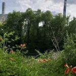 A Native Meadow
