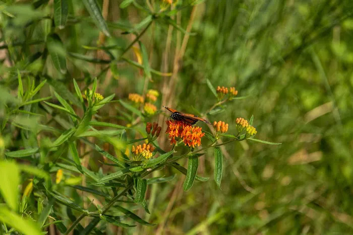 A Native Meadow Picture 9