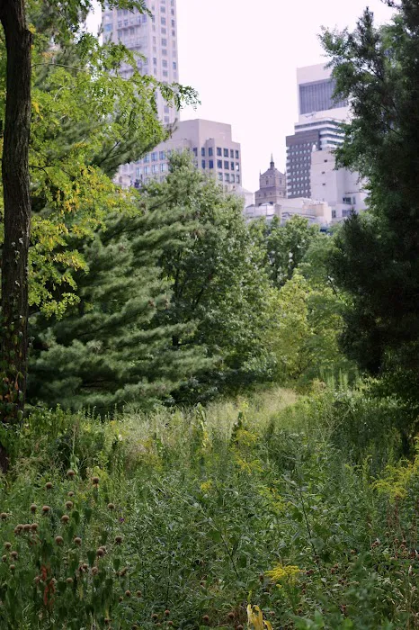 A Native Meadow Picture 4