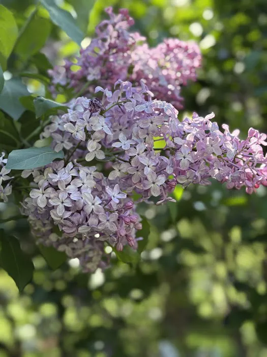 Nell Singer Lilac Walk Picture 1