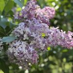 Nell Singer Lilac Walk