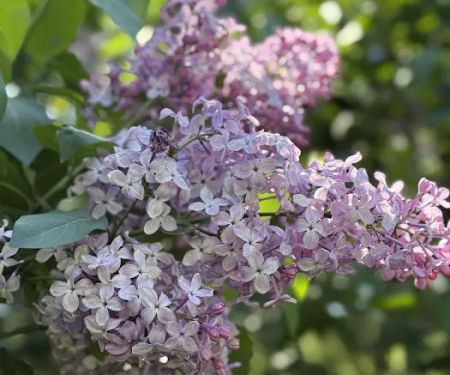 Nell Singer Lilac Walk