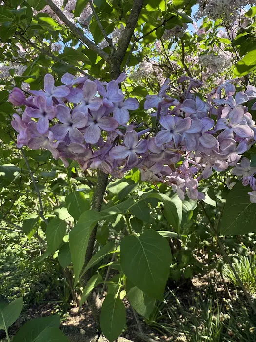 Nell Singer Lilac Walk Picture 6