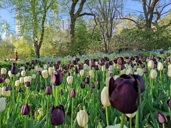 Olmsted Flower Bed Picture 6