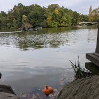 The Lake ico