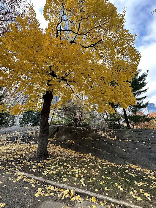 Central Park Lawn Sports Center Picture 7