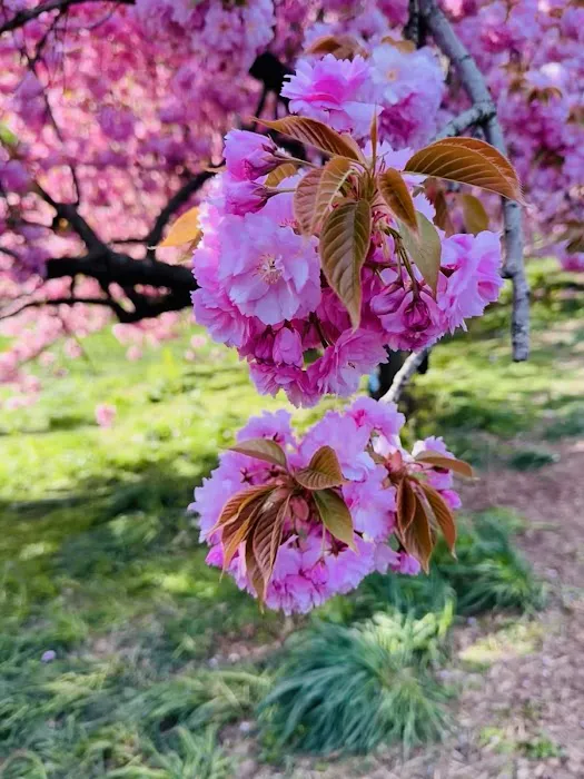 allée of Kwanzan cherry trees Picture 1