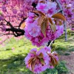 allée of Kwanzan cherry trees