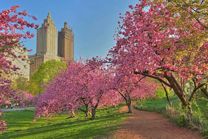 allée of Kwanzan cherry trees Picture 4