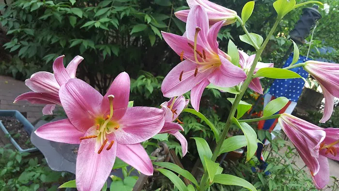 La Perla Garden Picture 8
