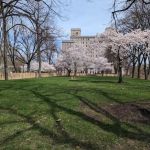Sakura Park