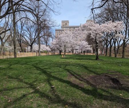 Sakura Park