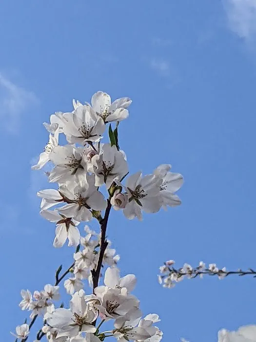 Sakura Park Picture 3