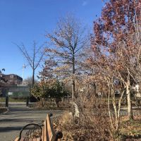Gravesend Park ico