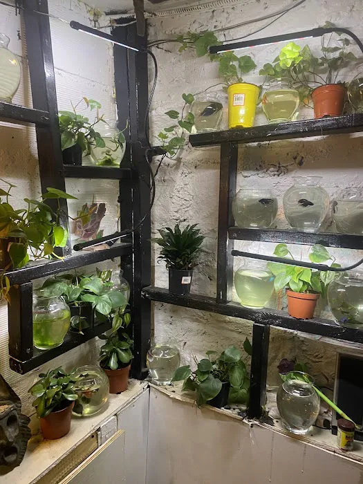 The Brooklyn Riviera Hostel Picture 7