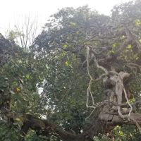 Breeze Hill Walk ico