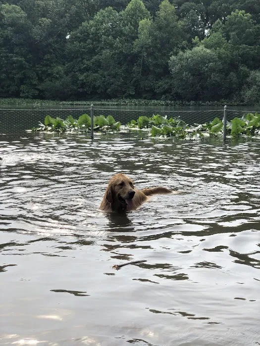 Prospect Park Dog Beach Picture 3