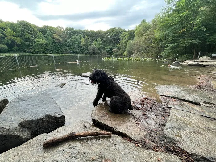 Prospect Park Dog Beach Picture 8