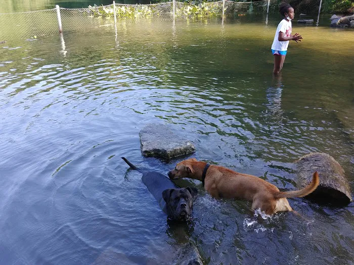 Prospect Park Dog Beach Picture 9