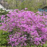 Discovery Garden