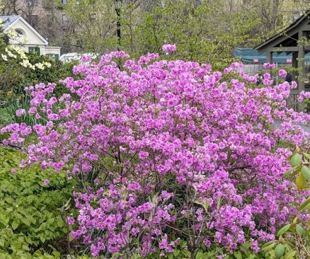 Discovery Garden
