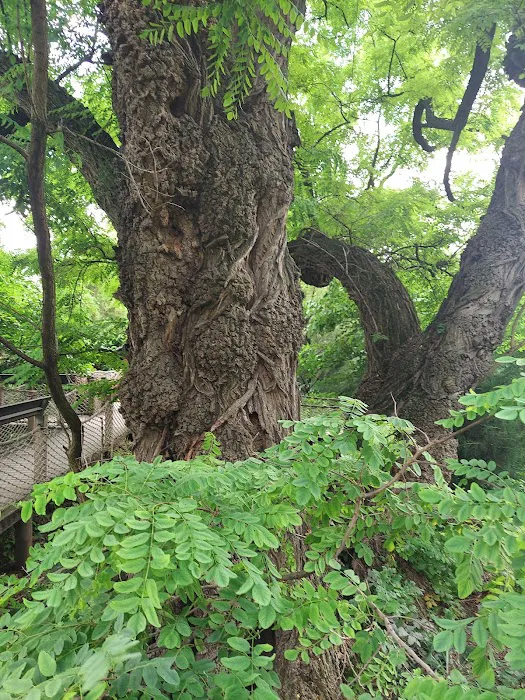 Discovery Garden Picture 9