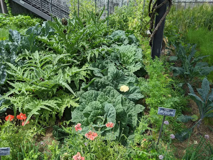 Herb Garden Picture 2