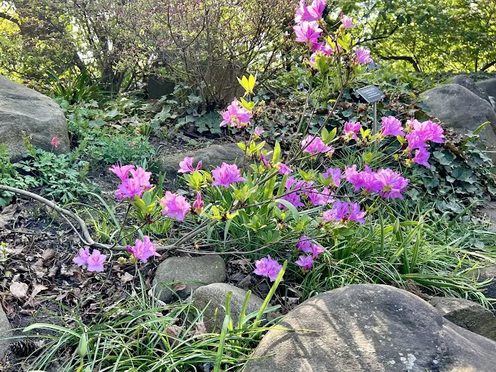 Rock Garden Picture 6