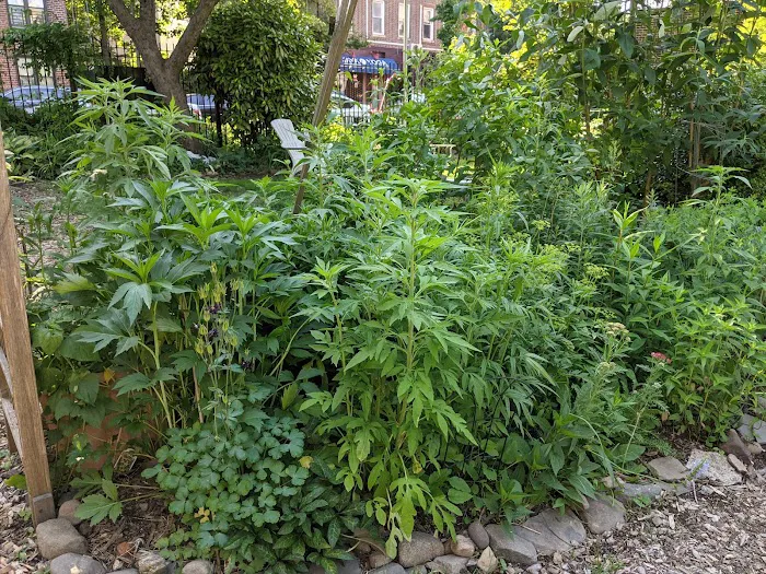 East 4th Street Community Garden Picture 2