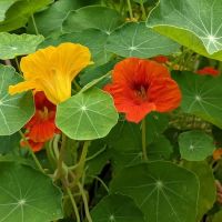 East 4th Street Community Garden ico